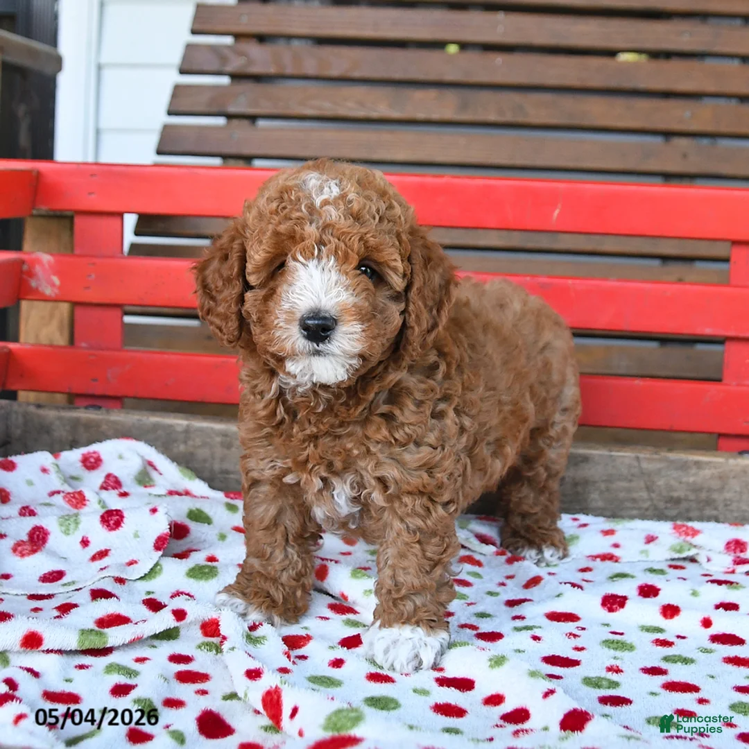 Miniature Poodle dogs for sale: Romeo - Ad 2