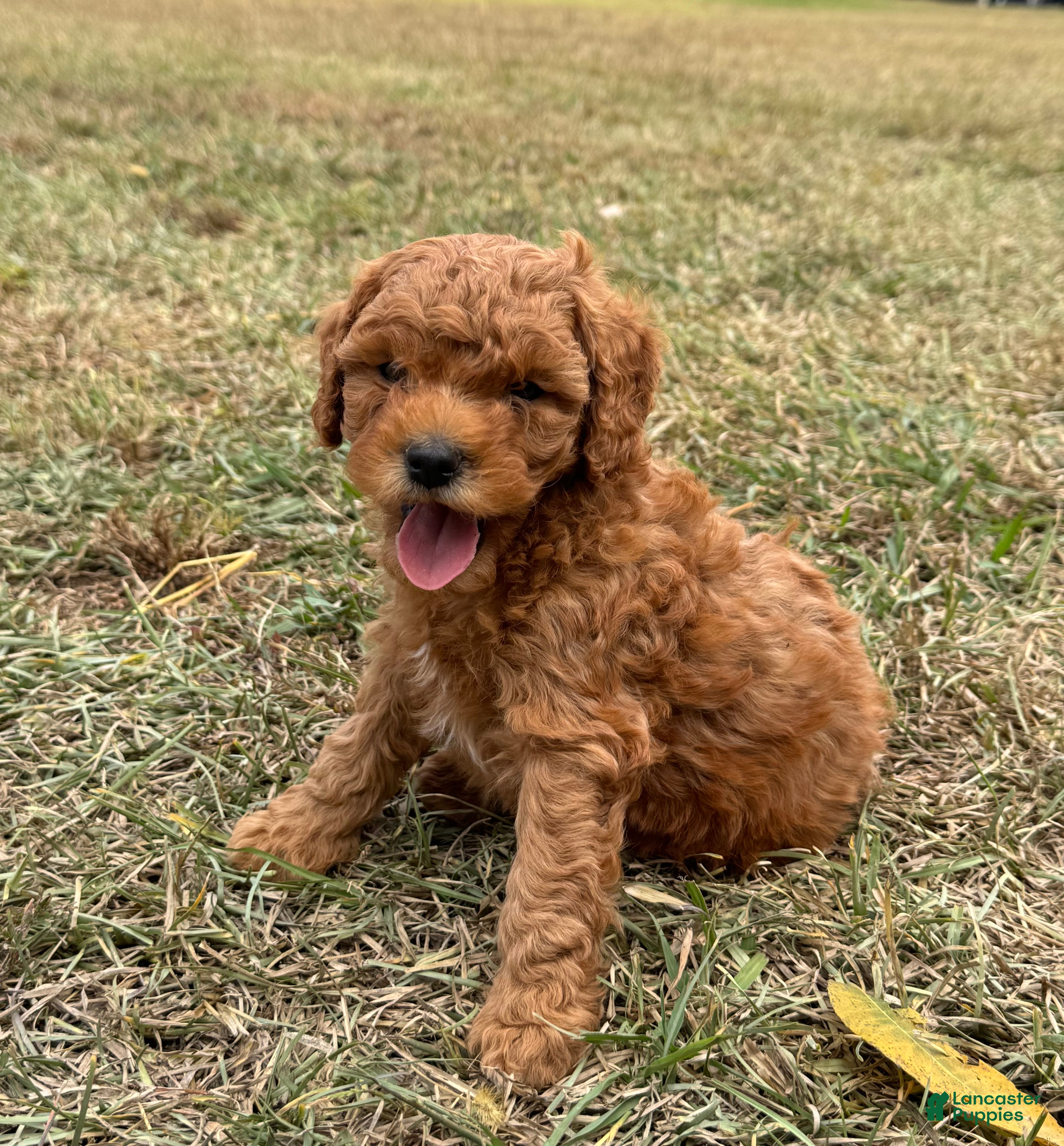 Cavapoo dogs for sale: Jet - Ad 29