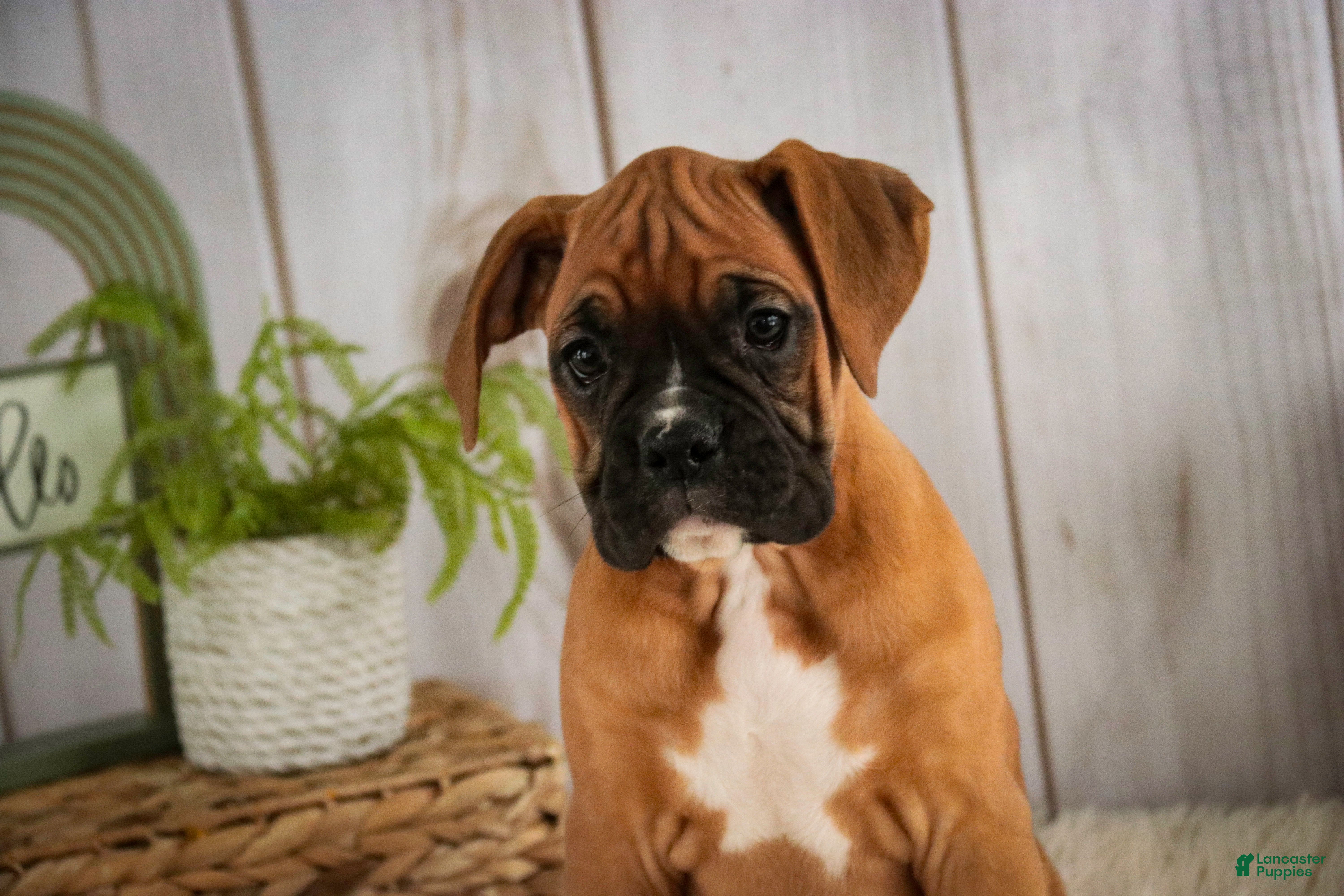 Boxer dogs Hazel - Ad 2