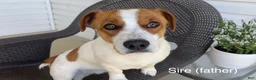 Jack Russell Terrier dogs for sale: Dellie - Ad 5