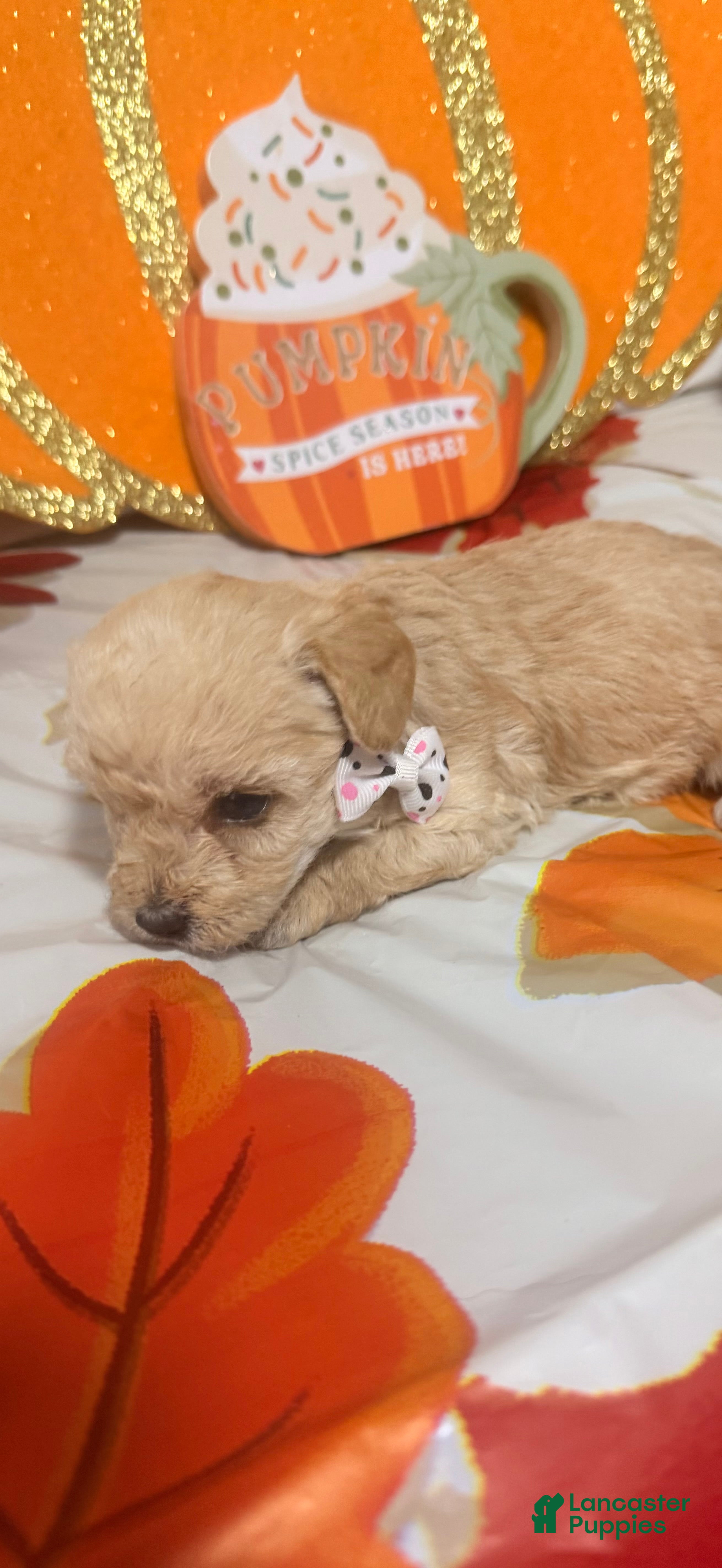 Yorkiepoo dogs Yorkiepoo 4 - Ad 16