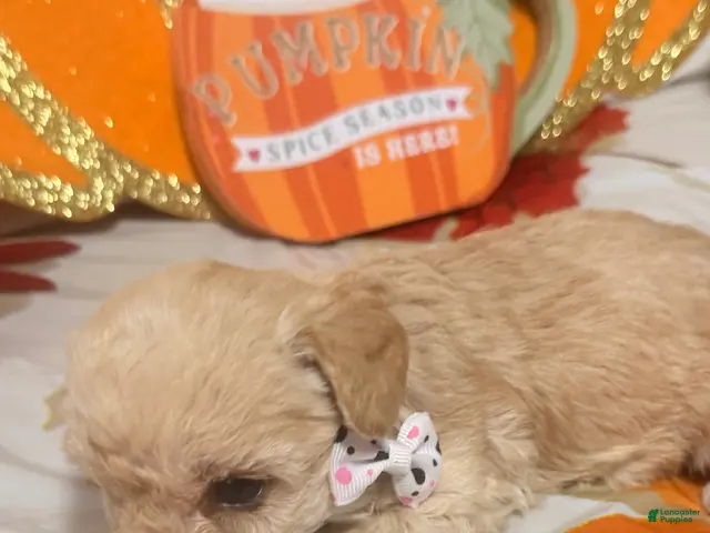 Yorkiepoo dogs for sale: Yorkiepoo 4 - Ad 12