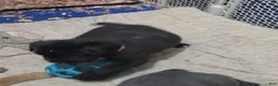 Cane Corso dogs for sale: Maxim - Ad 1