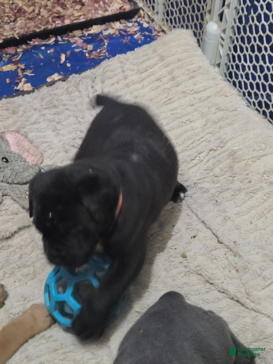 Cane Corso dogs for sale: Maxim - Ad 1