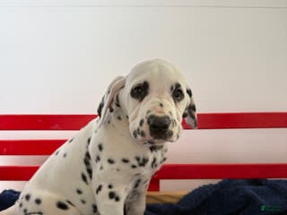 Dalmatian dogs Trinity - Ad 1