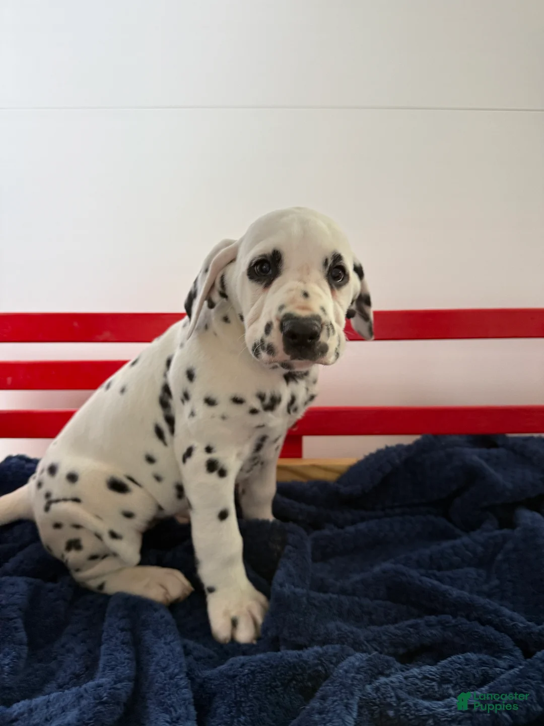 Dalmatian dogs for sale: Trinity - Ad 2