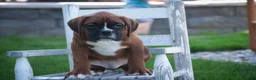 Boxer dogs for sale: Beck - Ad 2