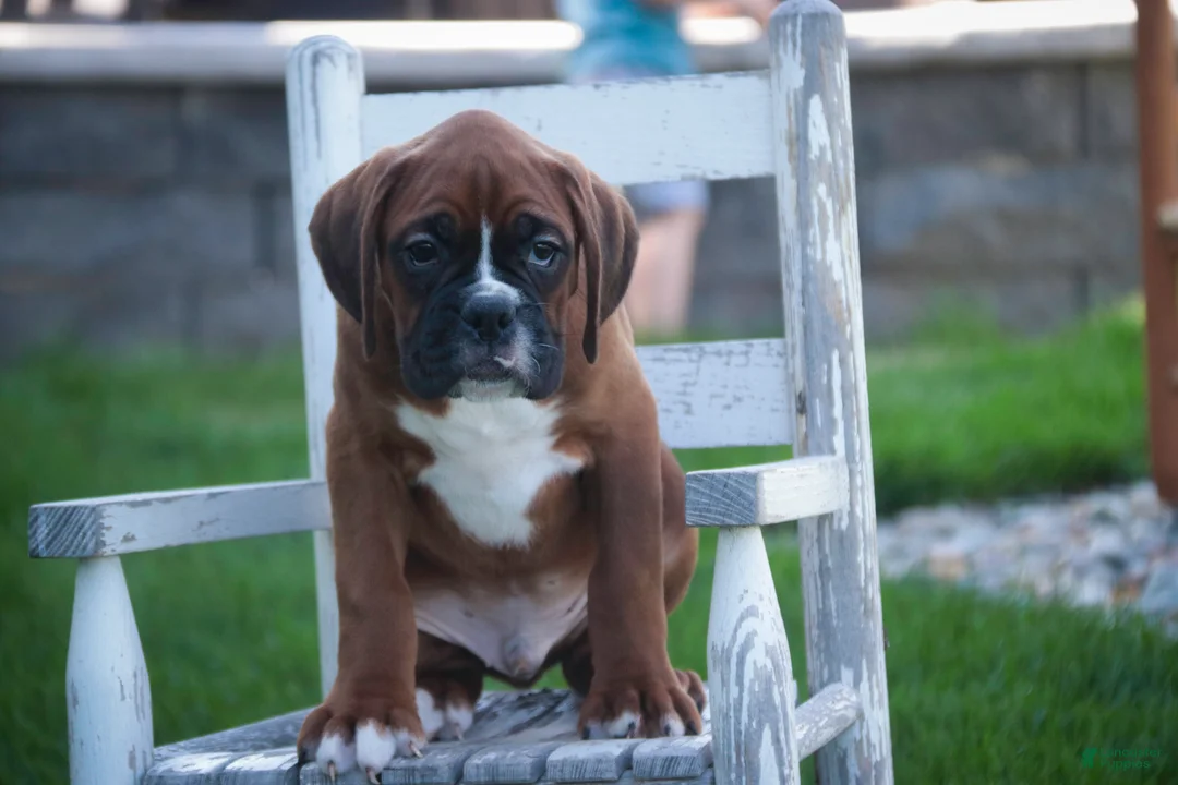 Boxer dogs for sale: Beck - Ad 2