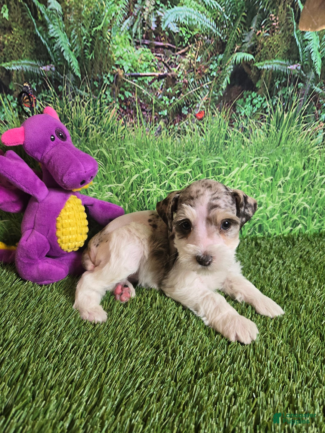 Miniature Schnauzer dogs for sale: ELSA,   Miniature Schnauzer Puppy  - Ad 2