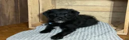 Mixed Breed dogs for sale: Leslie - Ad 4