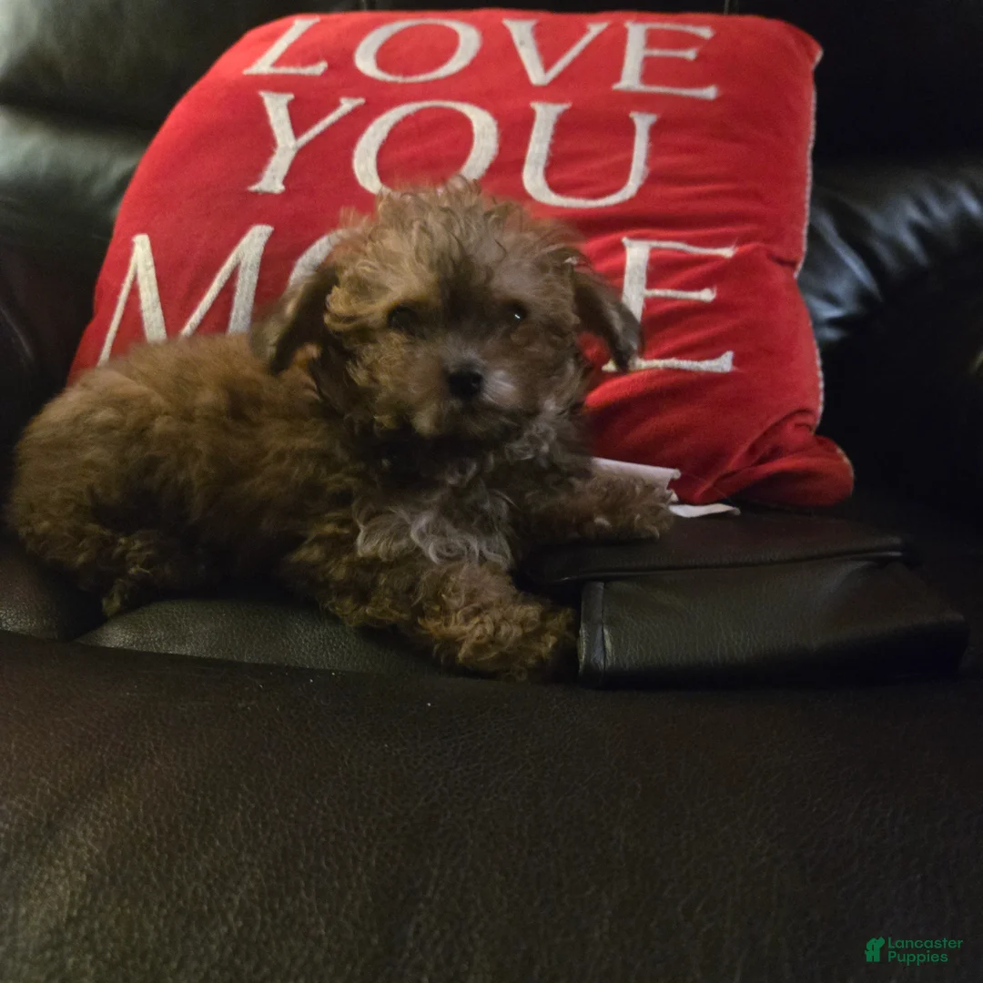 Havapoo dogs for sale: Havapoo Puppy 1 - Ad 2