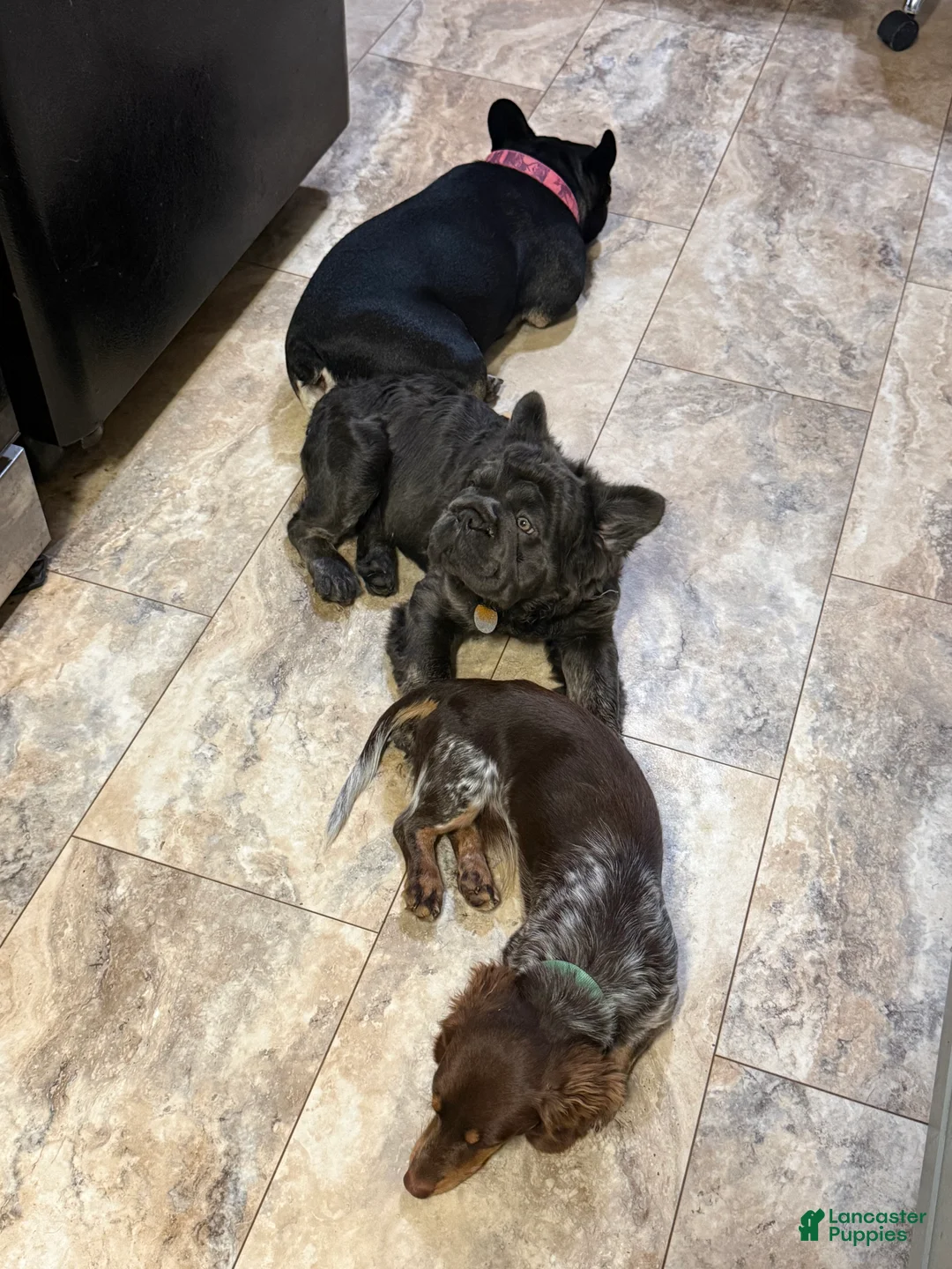 French Bulldog dogs for sale: French Bulldog 1 - Ad 2