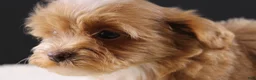 Shihpoo dogs for sale: Theo - Ad 5