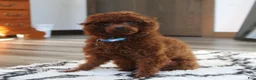 Toy Poodle dogs for sale: Theo - Ad 7