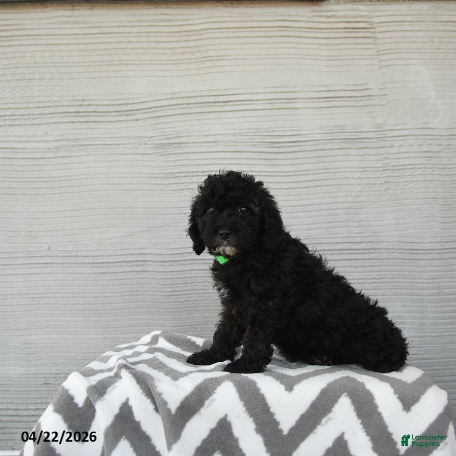 Shihpoo dogs Poppy - Ad 2