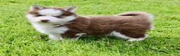Pomsky dogs for sale: Buddy - Ad 5