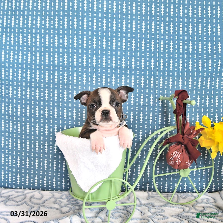 Boston Terrier dogs Maybelle - Ad 1