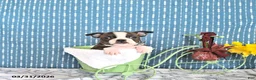 Boston Terrier dogs for sale: Maybelle - Ad 1