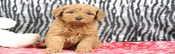 Mini Goldendoodle dogs for sale: Bandit - Ad 2