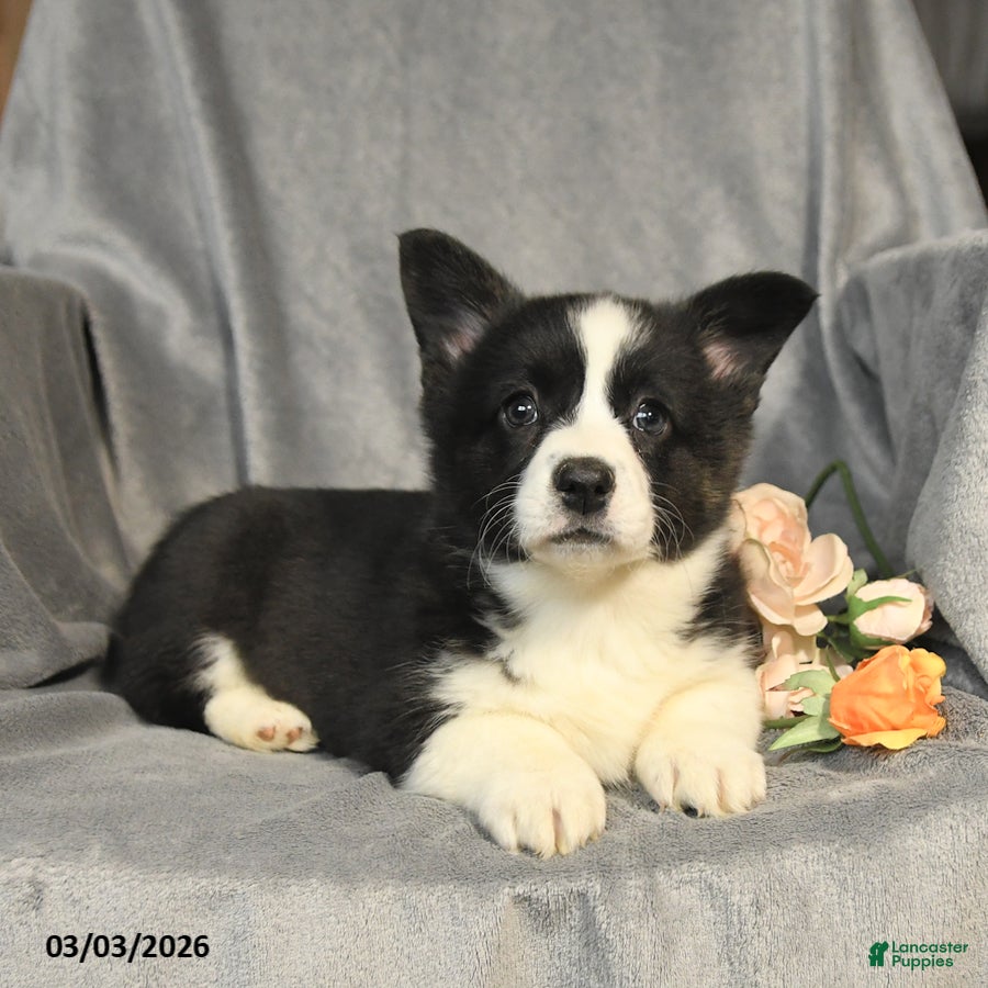 Welsh Corgi Pembroke dogs Blossom - Ad 2