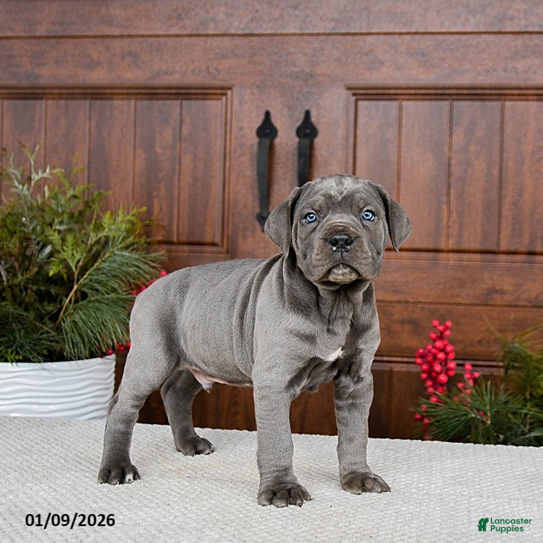 Cane Corso dogs for sale: Turbo - Ad 1