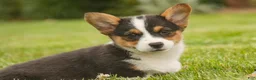 Welsh Corgi Pembroke dogs for sale: Olaf - Ad 6