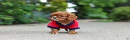 Cavalier King Charles Spaniel dogs for sale: George - Ad 11