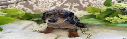 Miniature Dachshund dogs for sale: Elsie - Ad 18