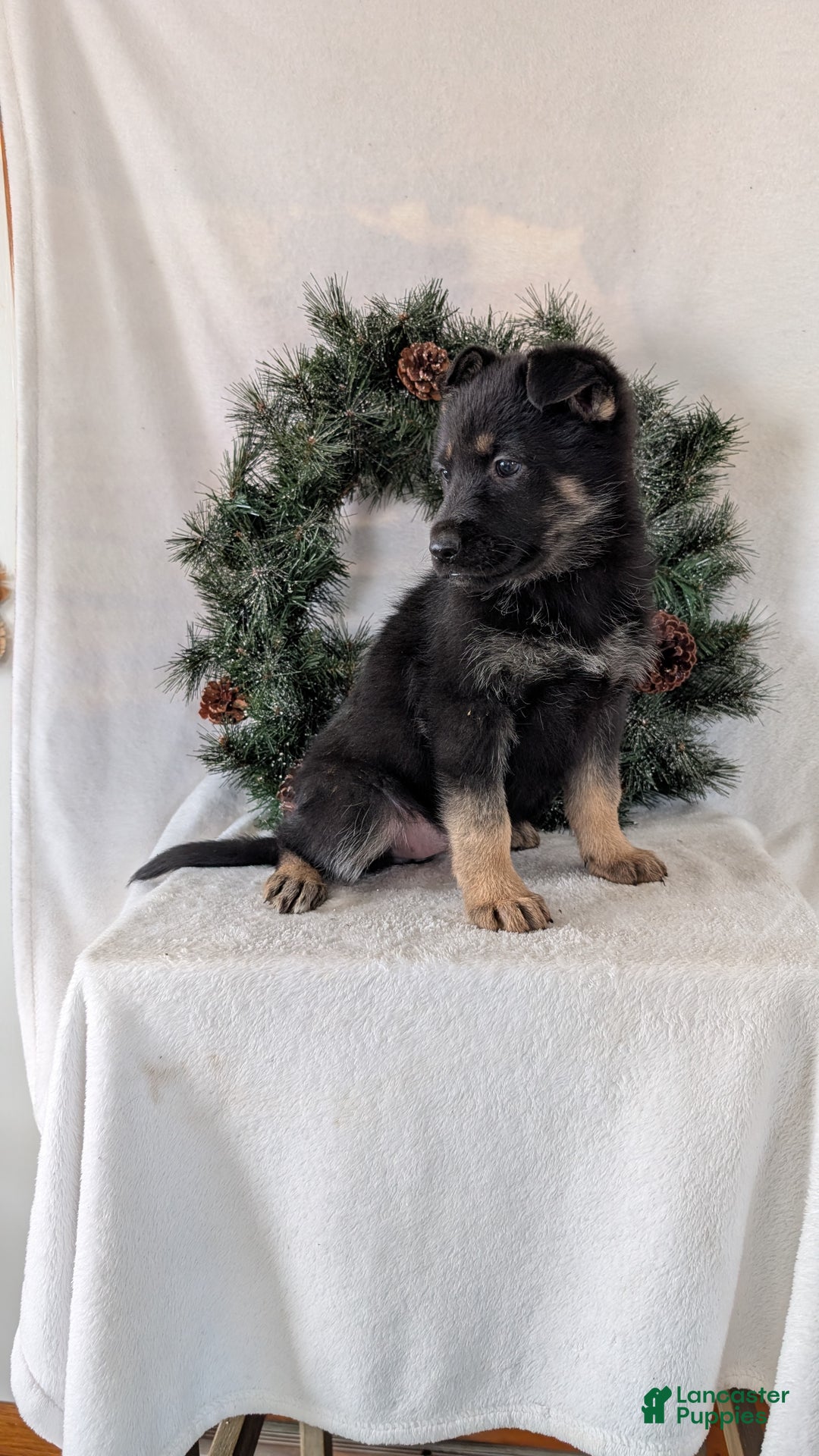 German Shepherd dogs for sale: Marge  - Ad 7
