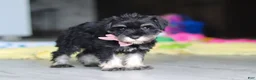 Miniature Schnauzer dogs for sale: Daisy - Ad 4