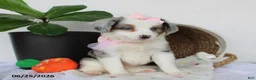 Miniature Australian Shepherd dogs for sale: Penelope - Ad 5