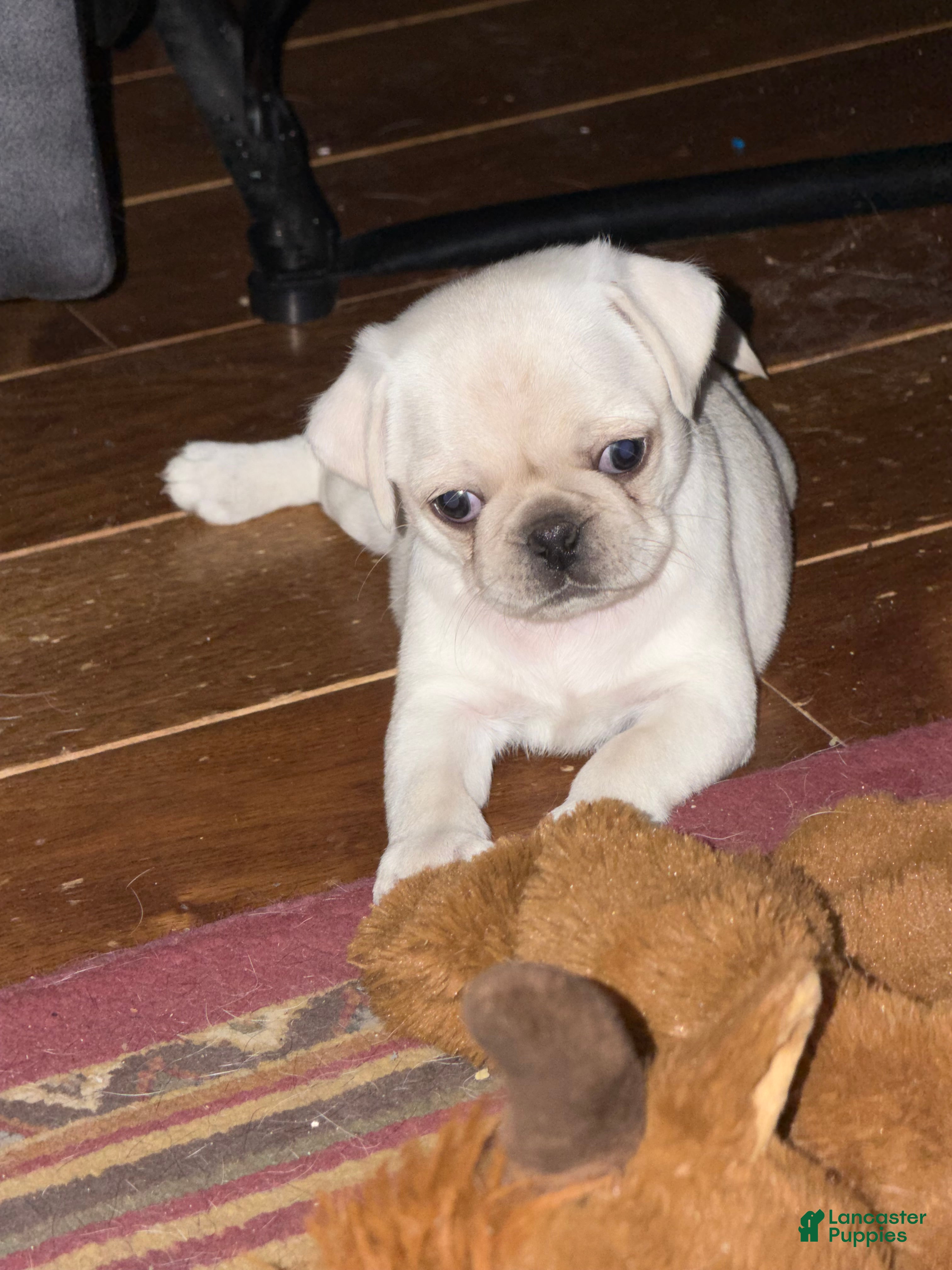 Pug dogs Biscuit  - Ad 22