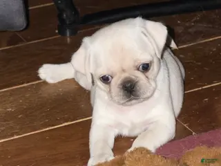 Pug dogs Biscuit - Ad 23