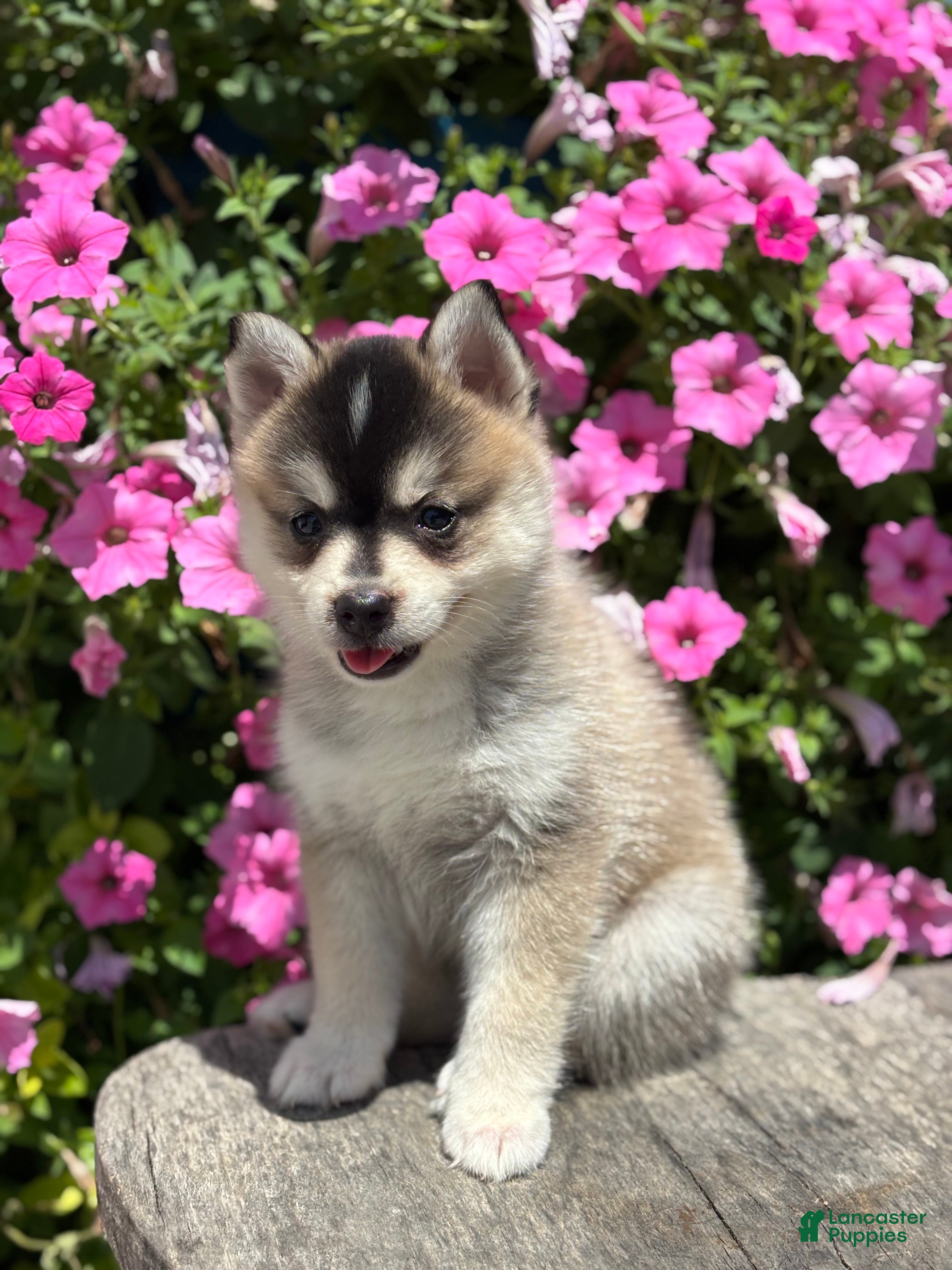 Pomsky dogs Chloe - Ad 1