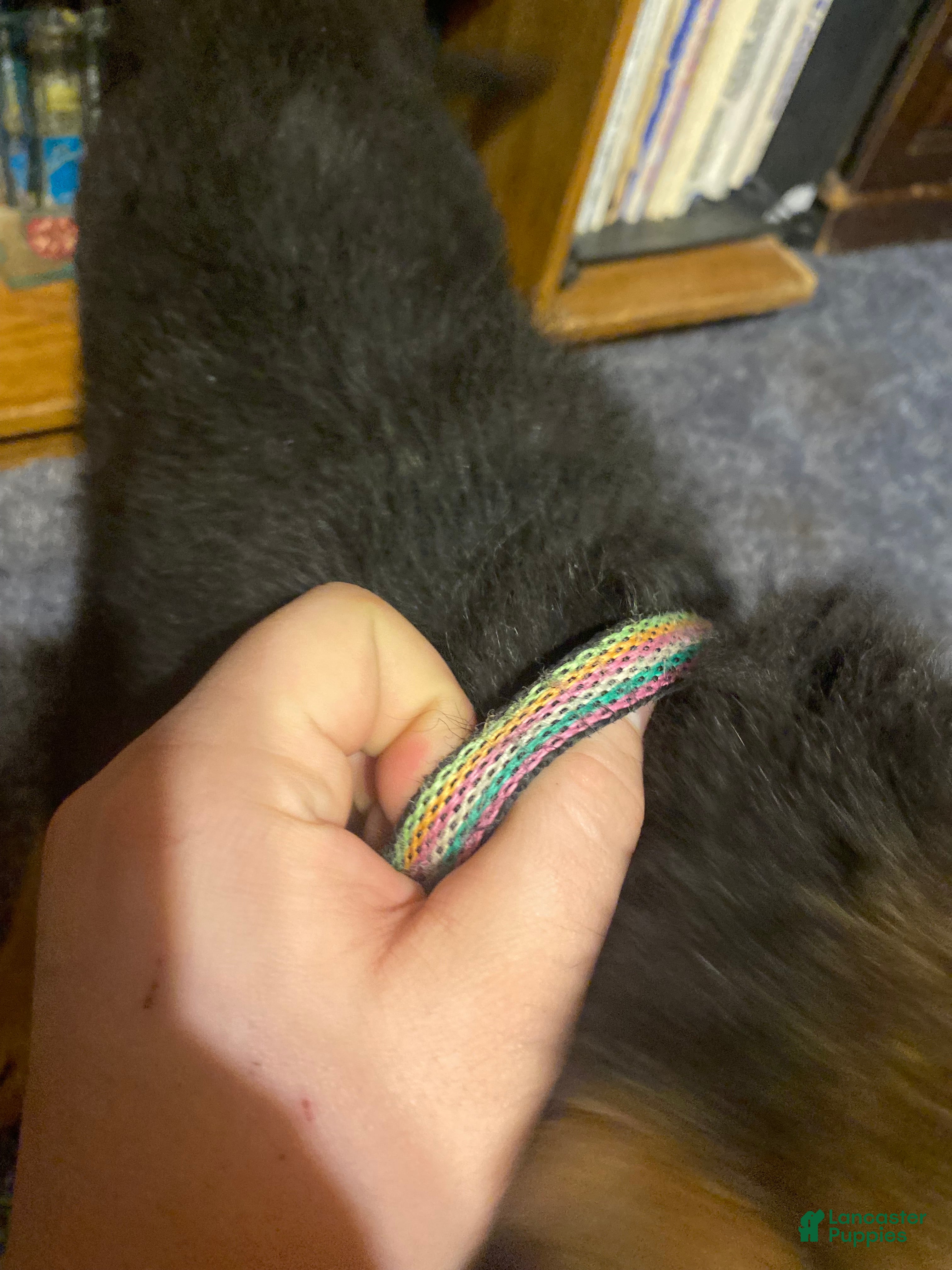 German Shepherd dogs German Shepherd Puppy 1 - Ad 2