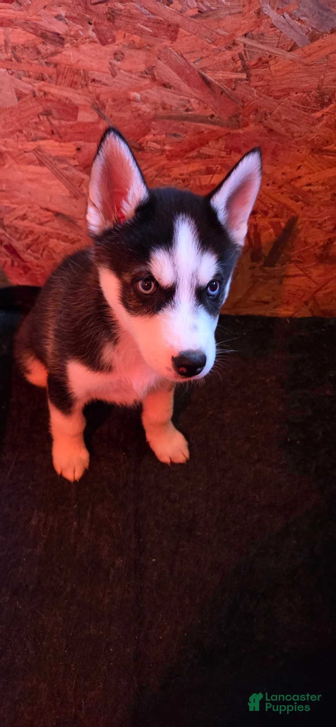 Siberian Husky dogs for sale: Saint - Ad 3