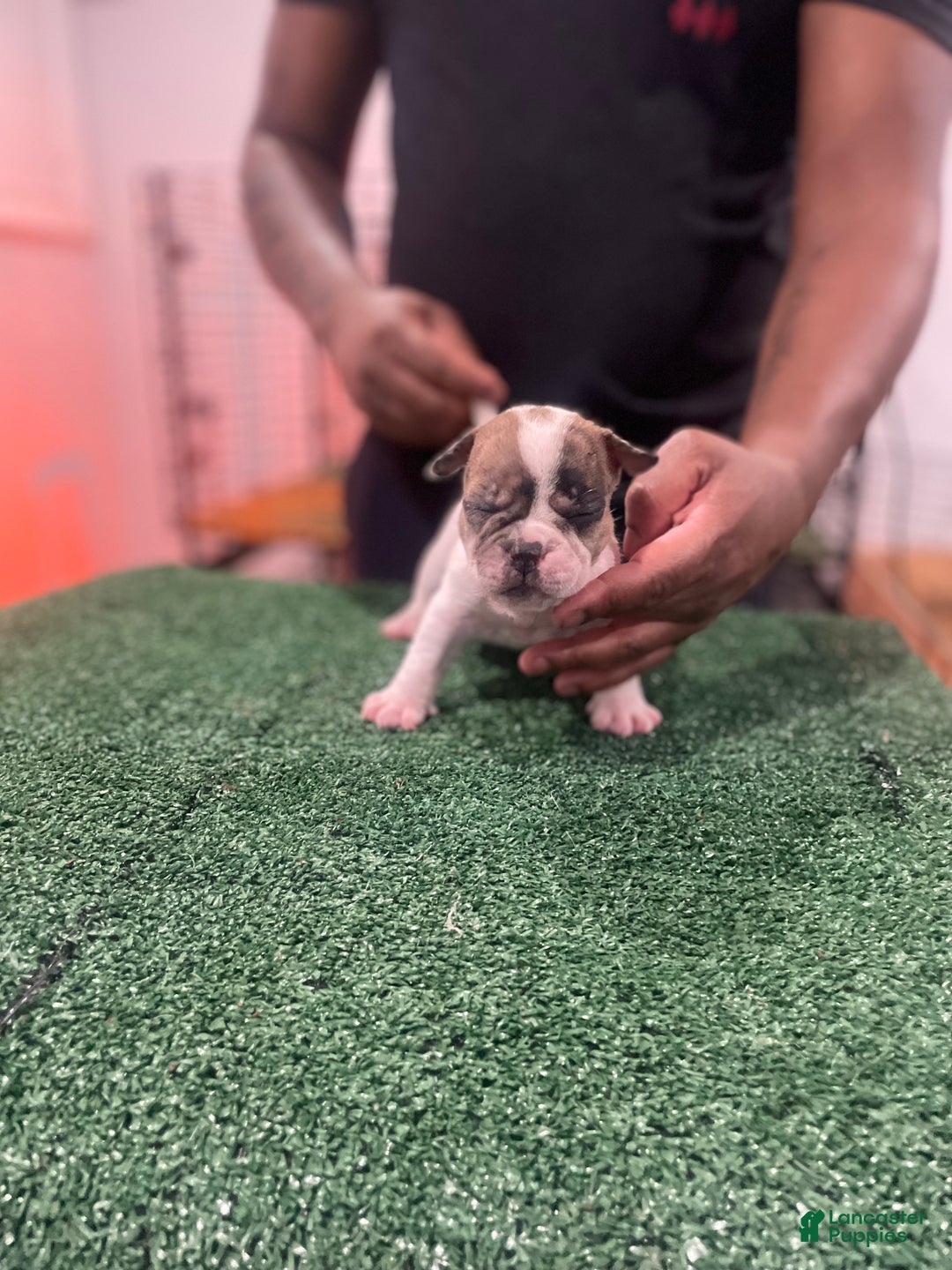 American Bully dogs for sale: American Bully Puppy 5 - Ad 3