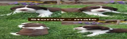 English Springer Spaniel dogs for sale: Stormy - Ad 1