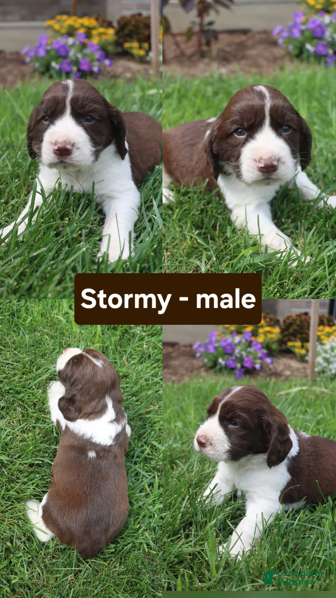 English Springer Spaniel dogs for sale: Stormy - Ad 1
