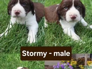 English Springer Spaniel dogs Stormy - Ad 21