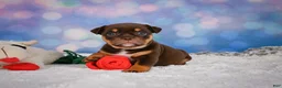 English Bulldog dogs for sale: Molly - Ad 8