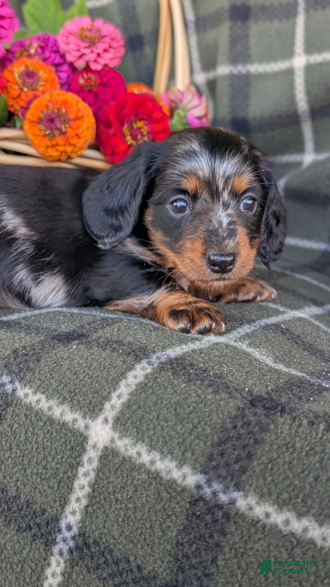 Dachshund dogs Tessa  - Ad 2