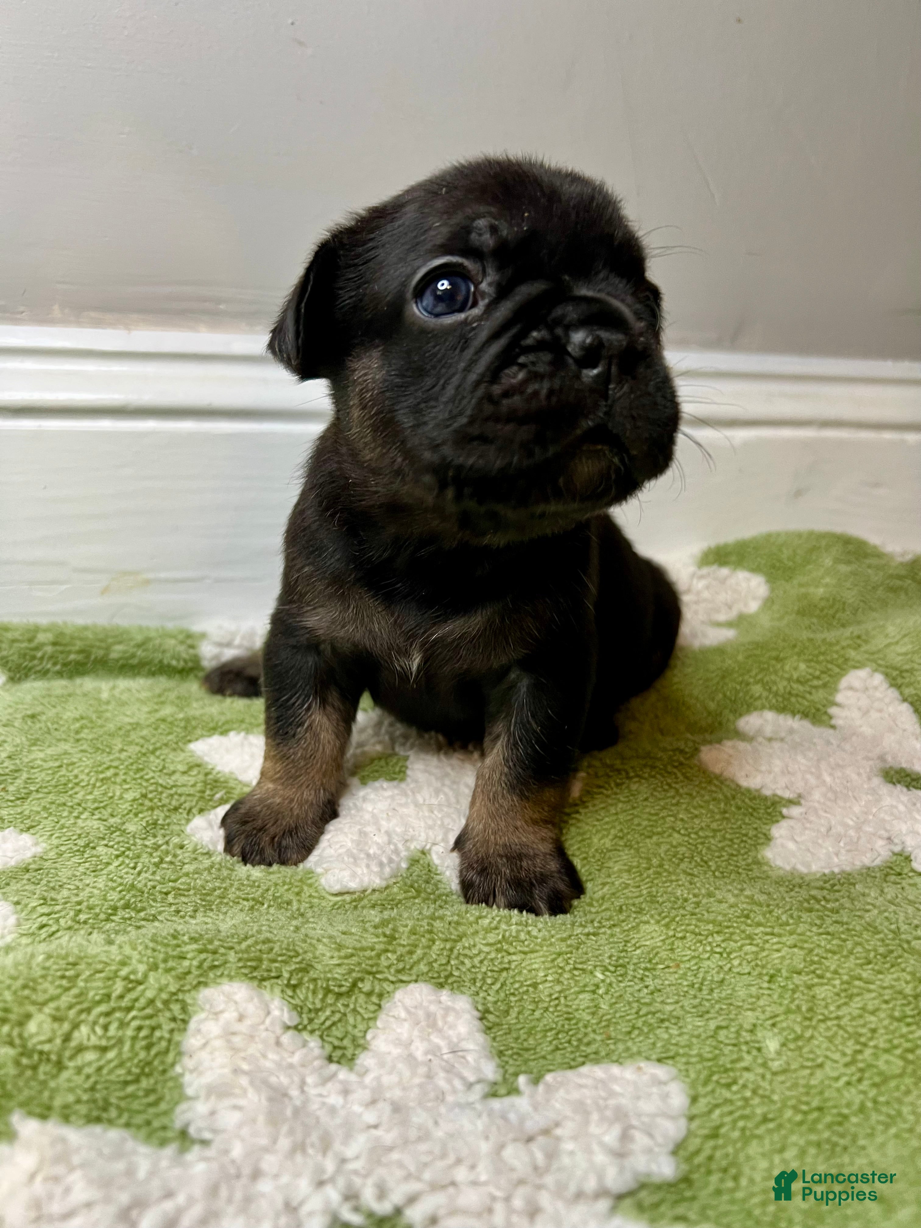 French Bulldog dogs for sale: Clove - Ad 1
