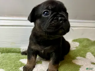 French Bulldog dogs Clove - Ad 17