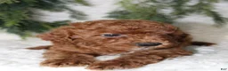 Cavapoo dogs for sale: Cavapoo 4 - Ad 4