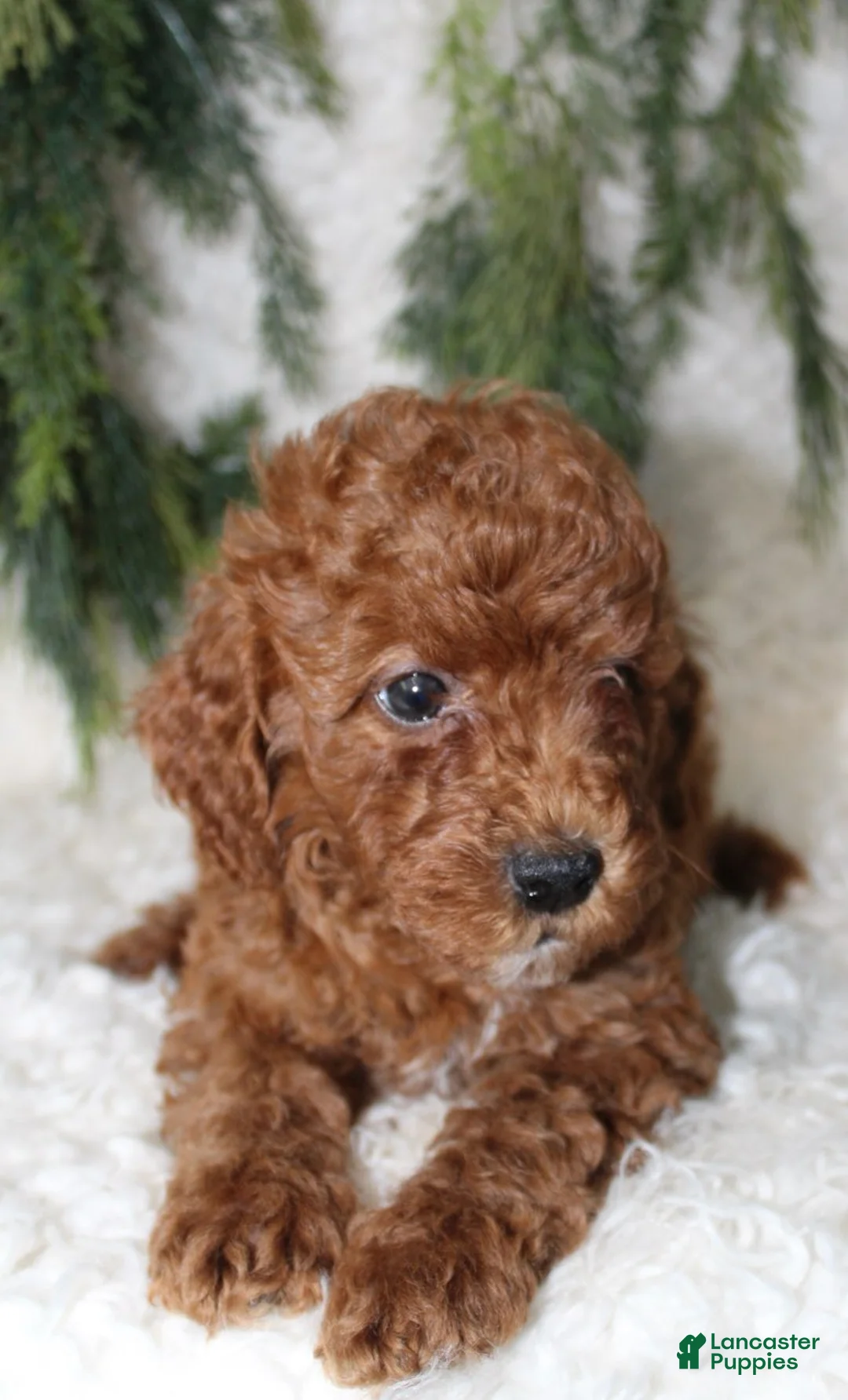 Cavapoo dogs for sale: Cavapoo 4 - Ad 4