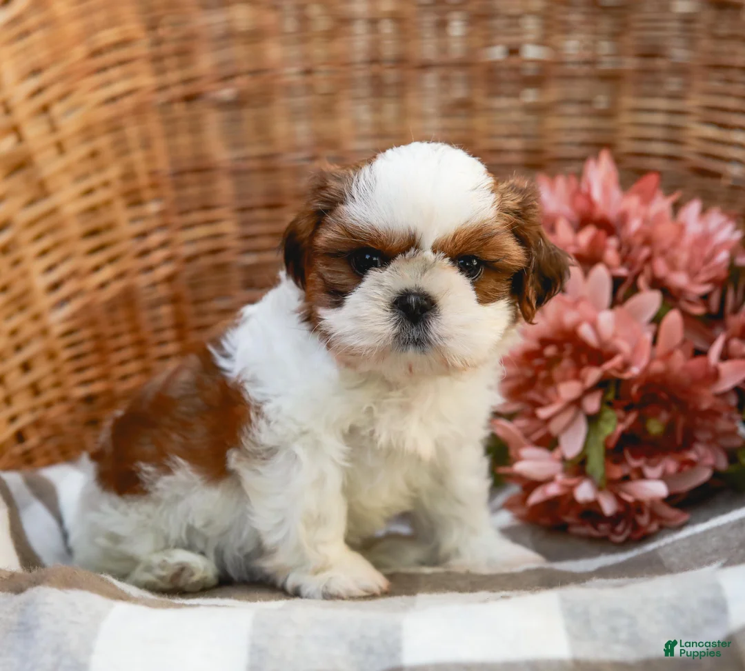 Shih Tzu dogs for sale: Austin - Ad 1