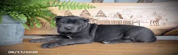 Cane Corso dogs for sale: Sasha - Ad 3