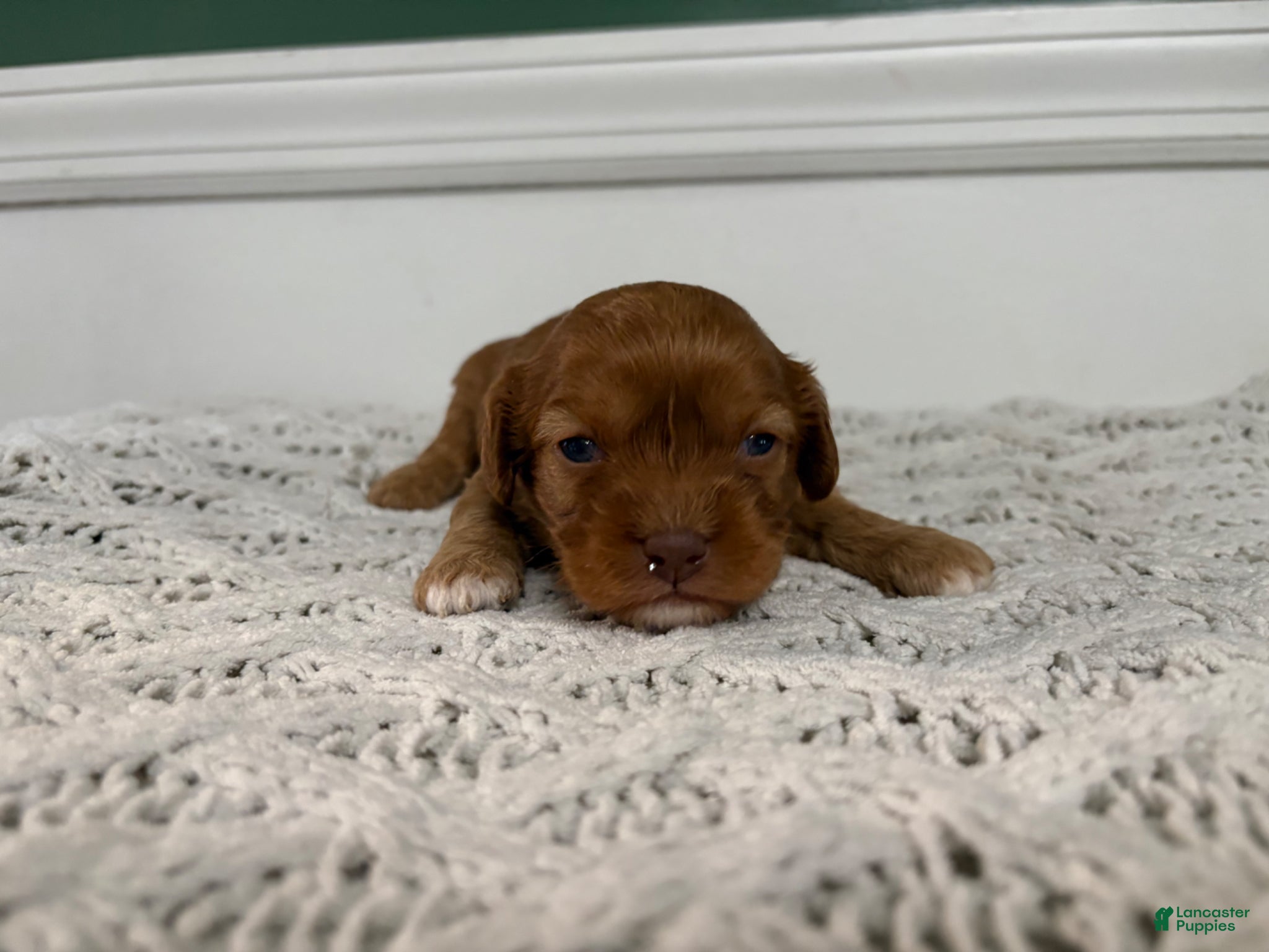 Cavapoo dogs Dallas - Ad 2