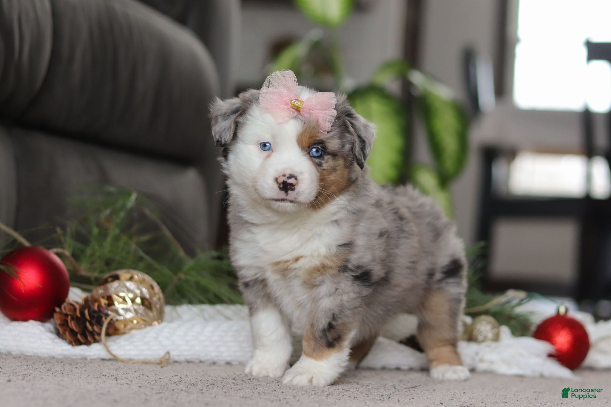 Miniature Australian Shepherd dogs Abby - Ad 26